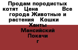Продам породистых котят › Цена ­ 15 000 - Все города Животные и растения » Кошки   . Ханты-Мансийский,Покачи г.